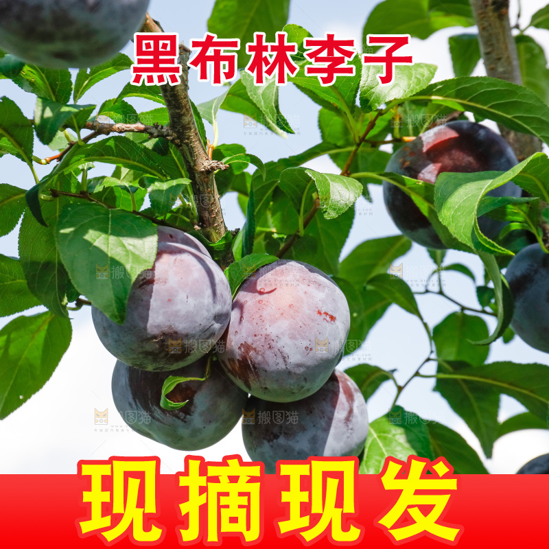 新鲜现摘黑布林