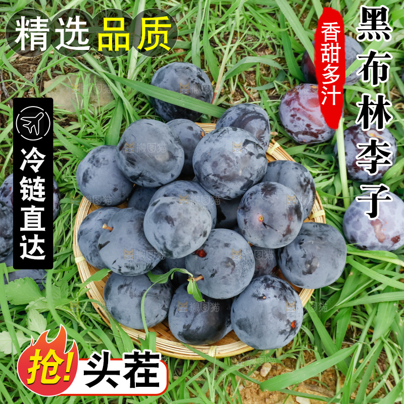 黑布李主图