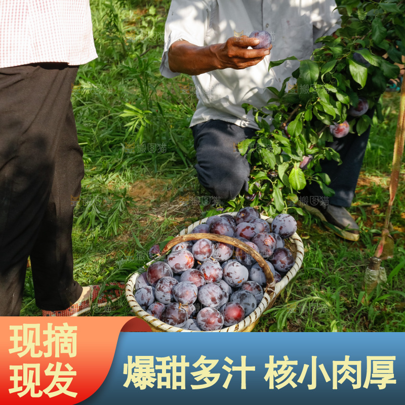 新鲜现摘黑布林