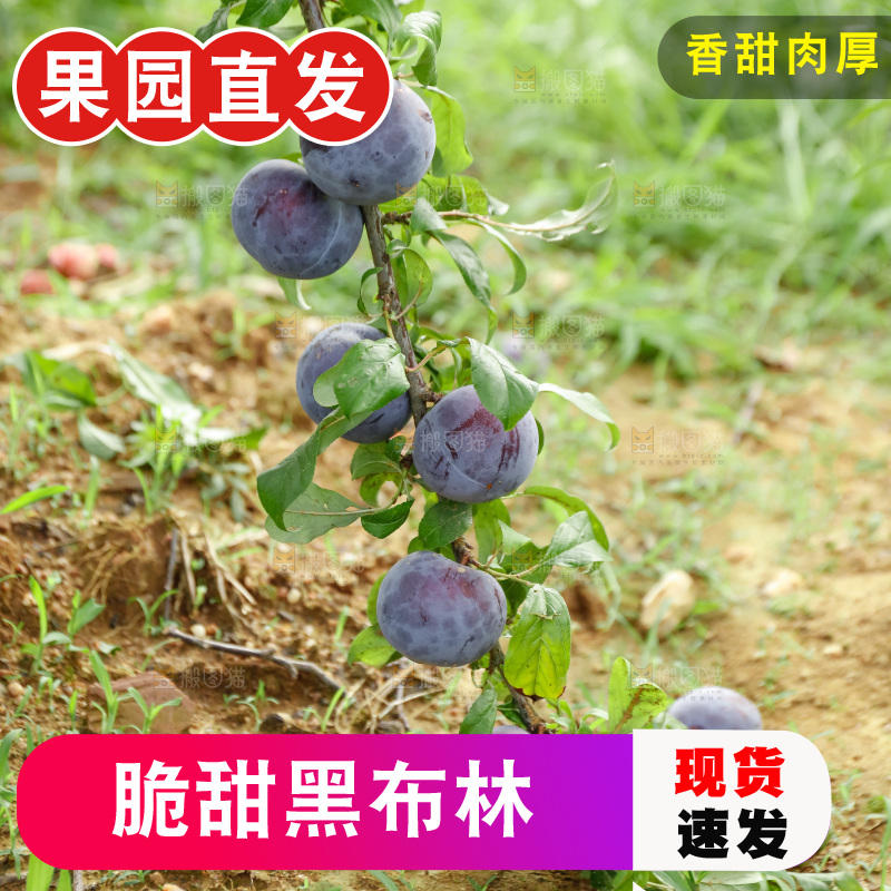 新鲜现摘黑布林