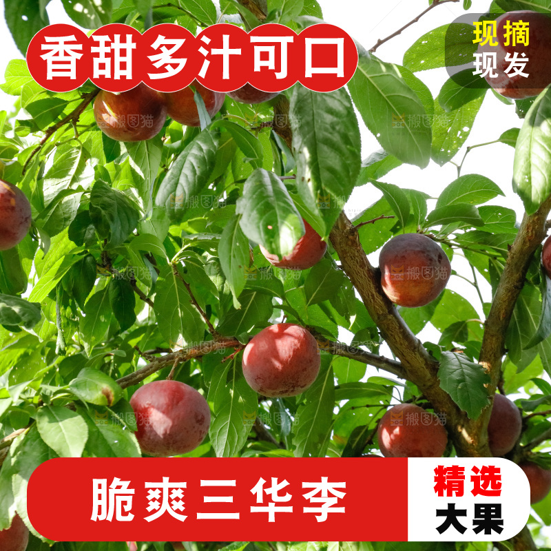 手里拿着红肉三华李