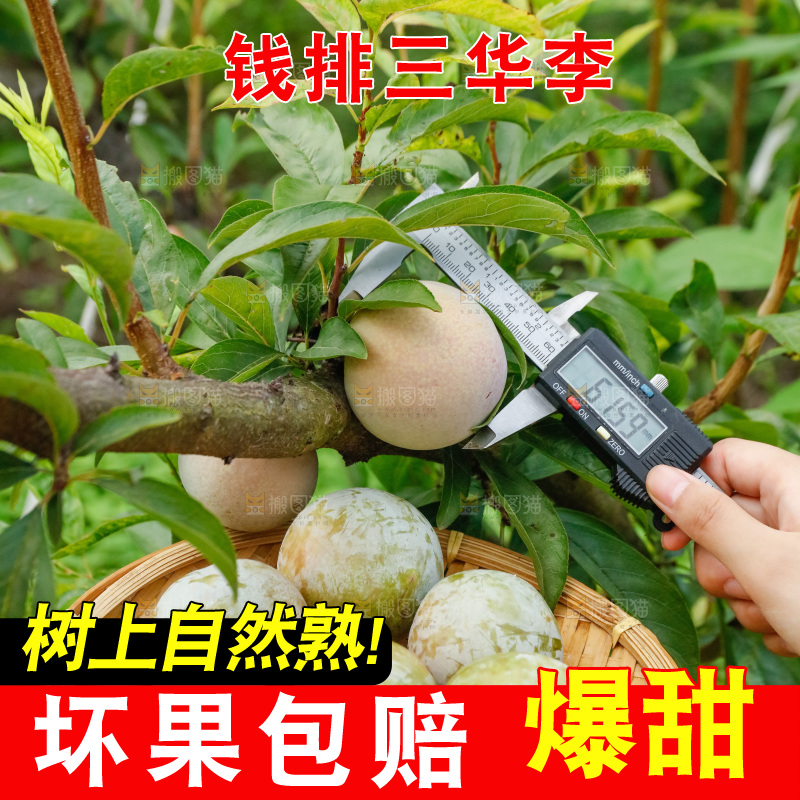 手里拿着红肉三华李