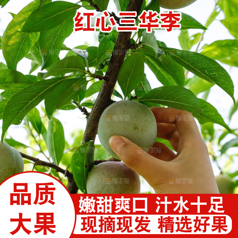 手里拿着红肉三华李