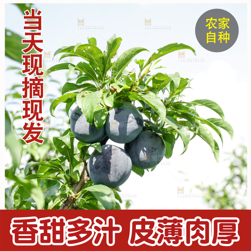 新鲜现摘黑布林