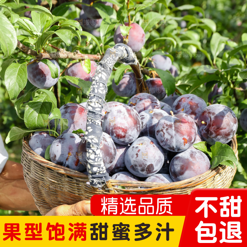 新鲜现摘黑布林