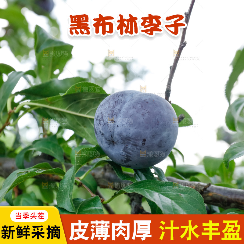新鲜现摘黑布林