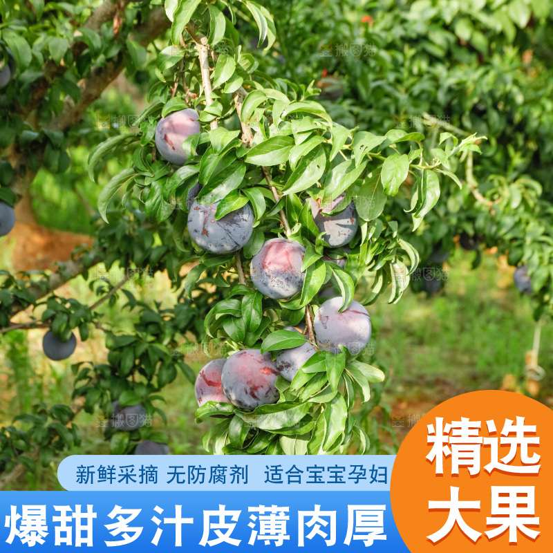 新鲜现摘黑布林