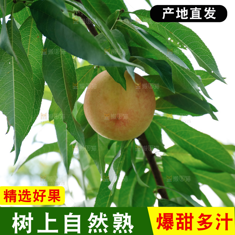 手里拿着现摘水蜜桃