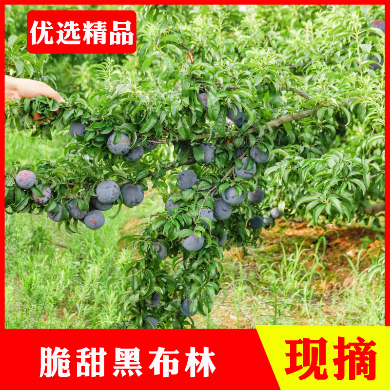 新鲜现摘黑布林
