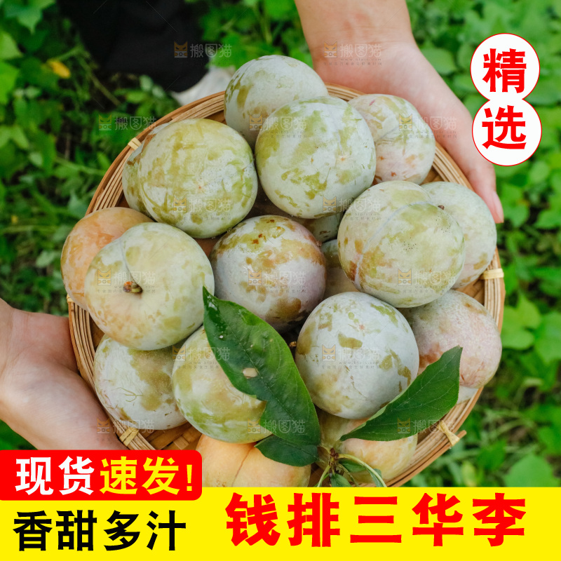 手里拿着红肉三华李