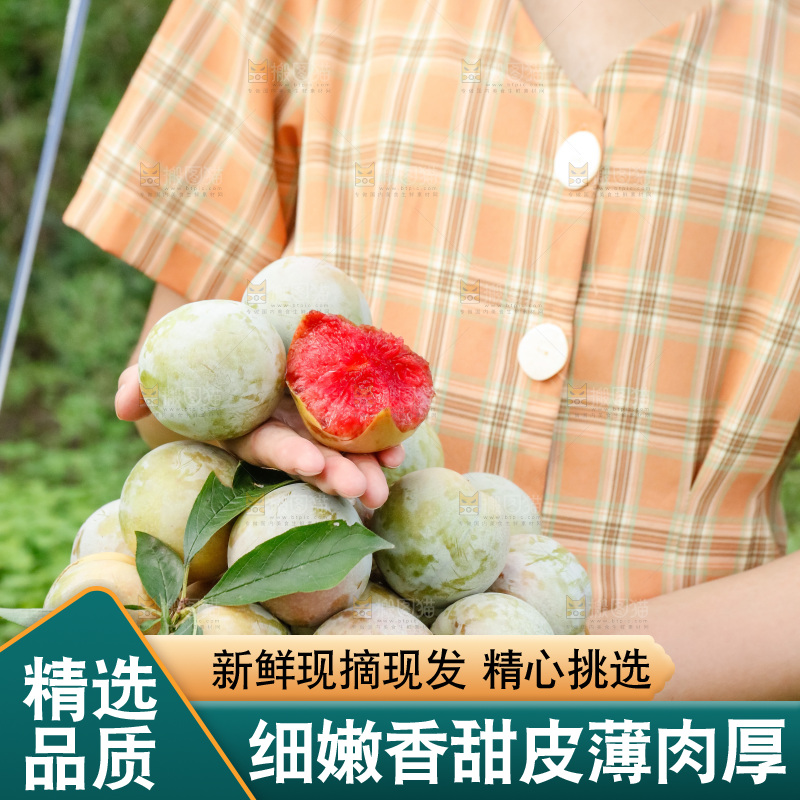 手里拿着红肉三华李