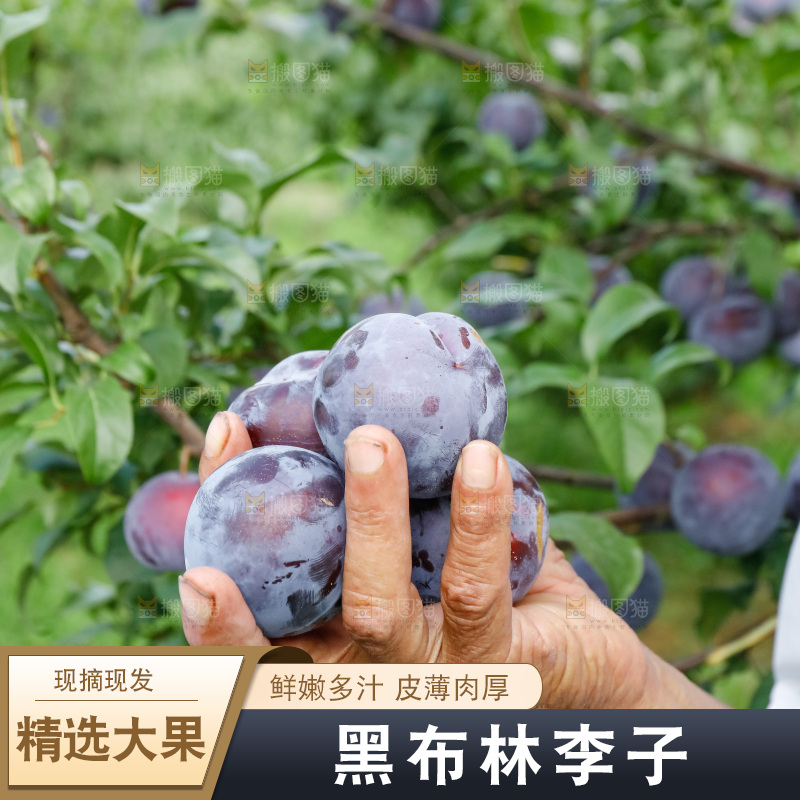 新鲜现摘黑布林