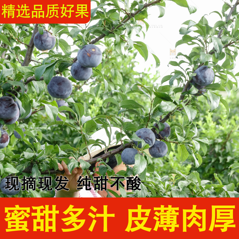 新鲜现摘黑布林