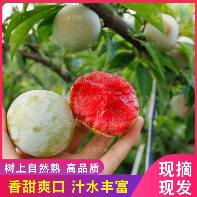 手里拿着红肉三华李