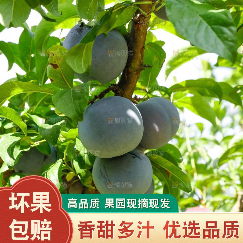 新鲜现摘黑布林
