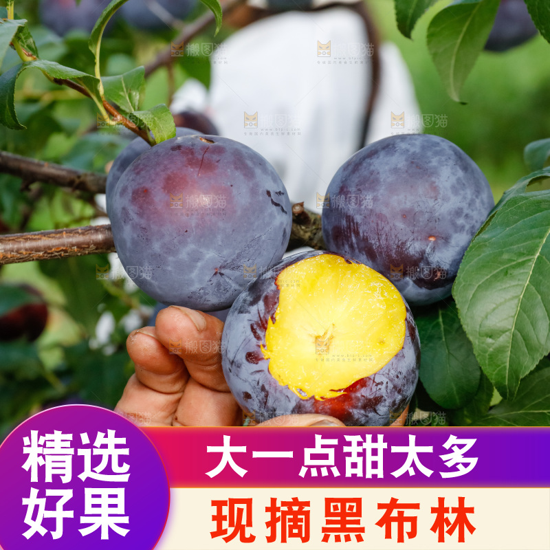 新鲜现摘黑布林