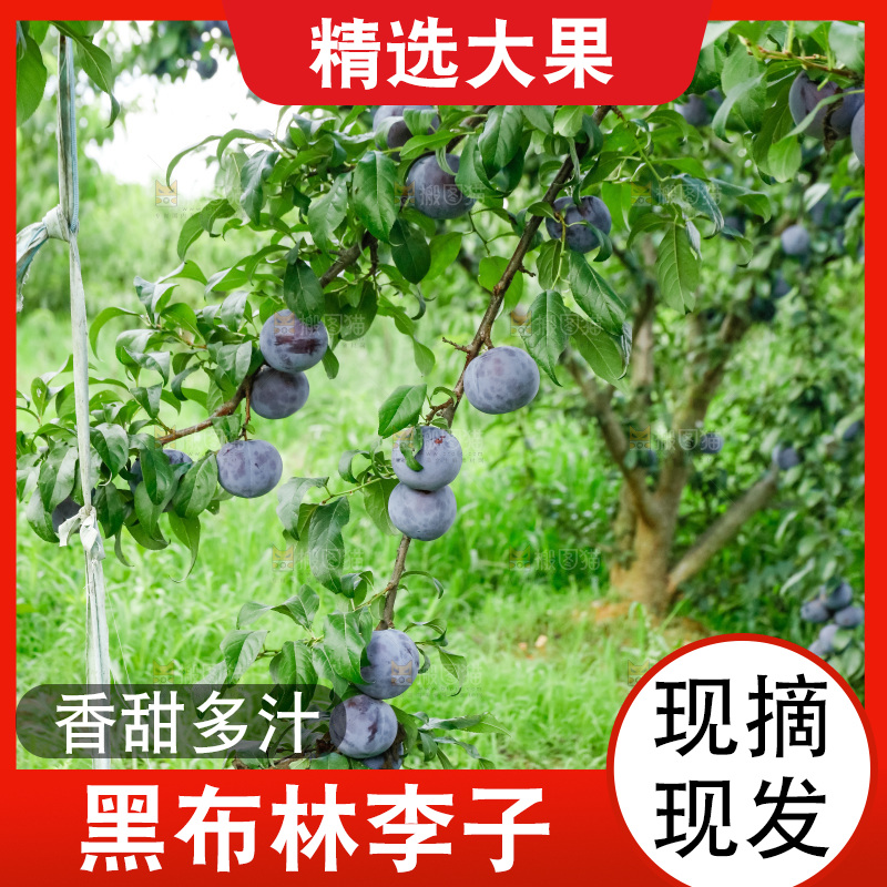 新鲜现摘黑布林