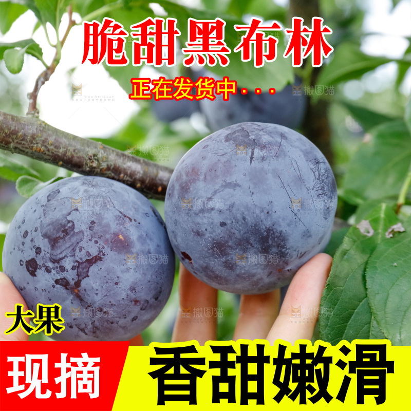 新鲜现摘黑布林