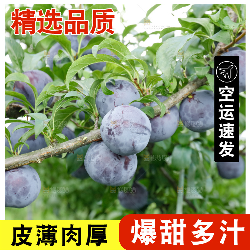 新鲜现摘黑布林
