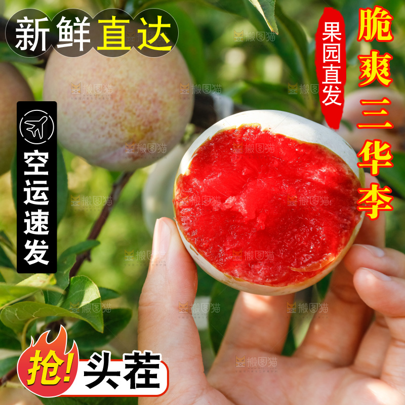手里拿着红肉三华李