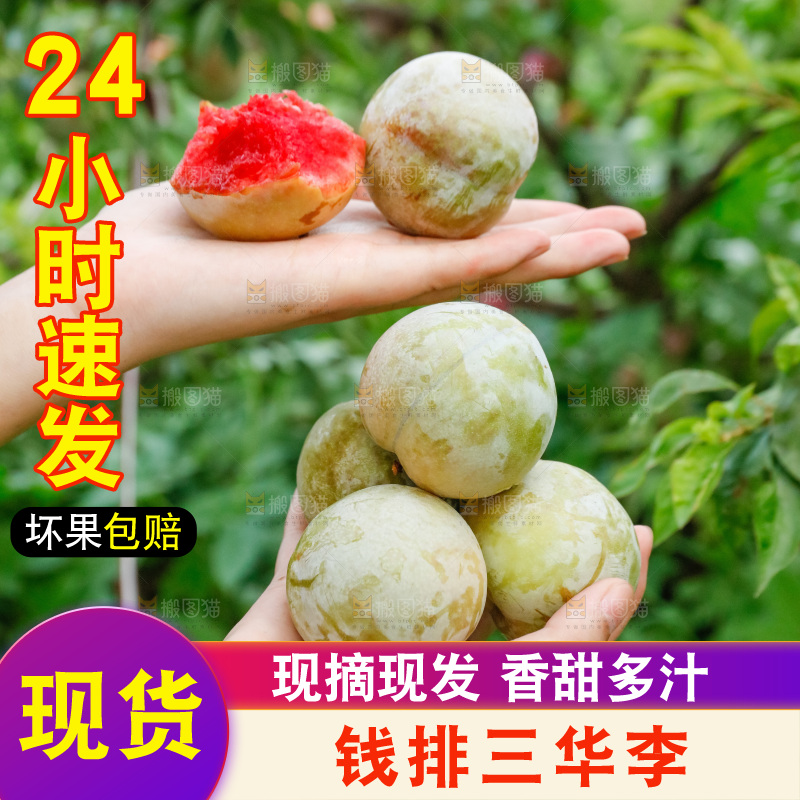 手里拿着红肉三华李
