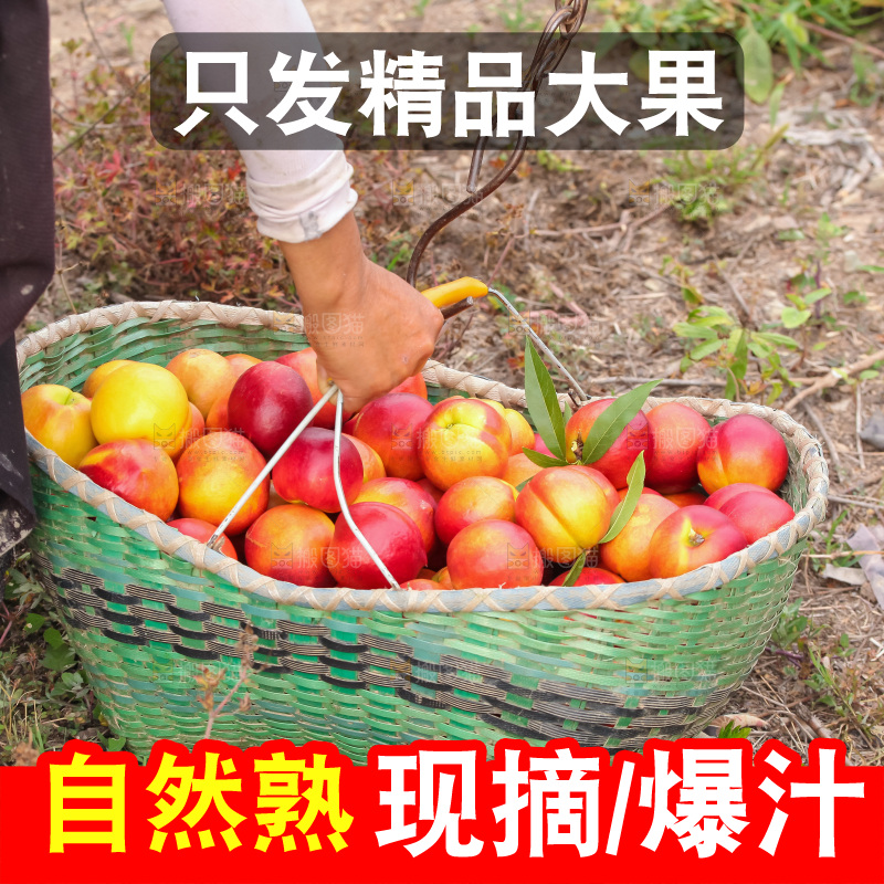 现摘的新鲜黄心油桃