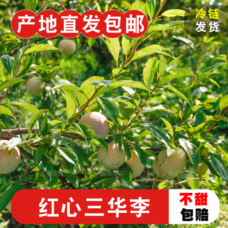 手里拿着红肉三华李