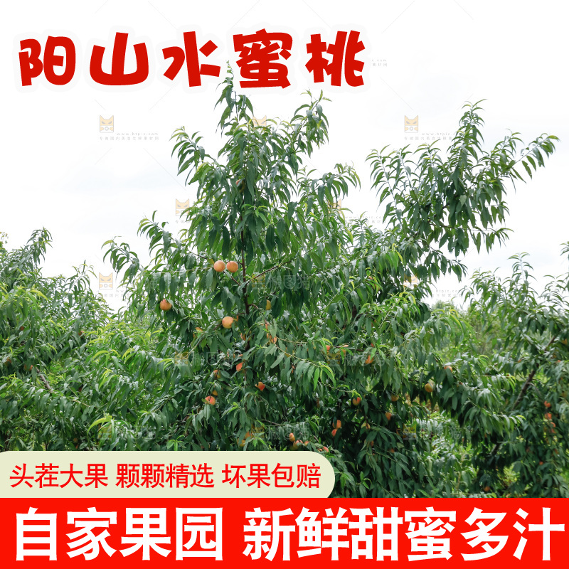 手里拿着现摘水蜜桃