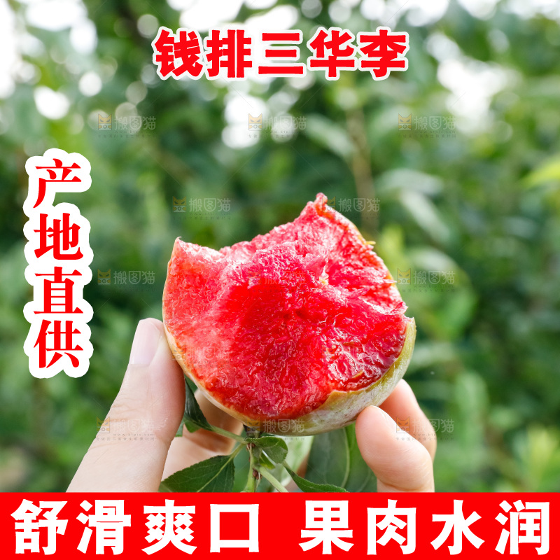 手里拿着红肉三华李