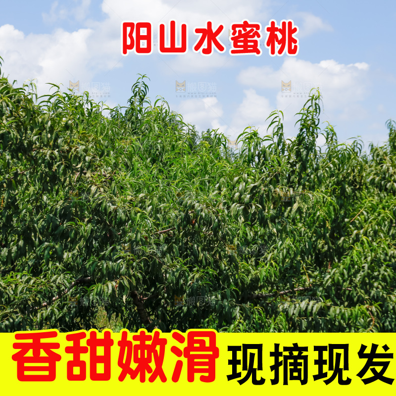 手里拿着现摘水蜜桃