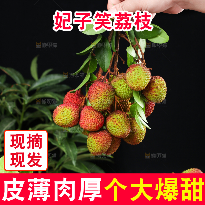 深底上的妃子笑荔枝