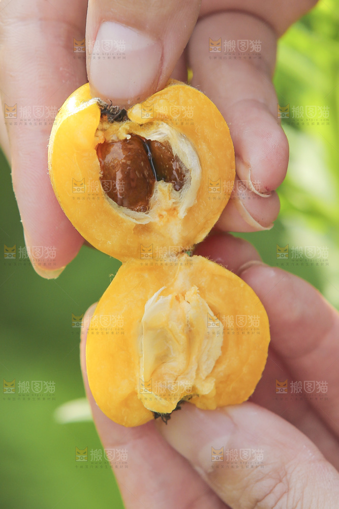 手里拿着现摘枇杷