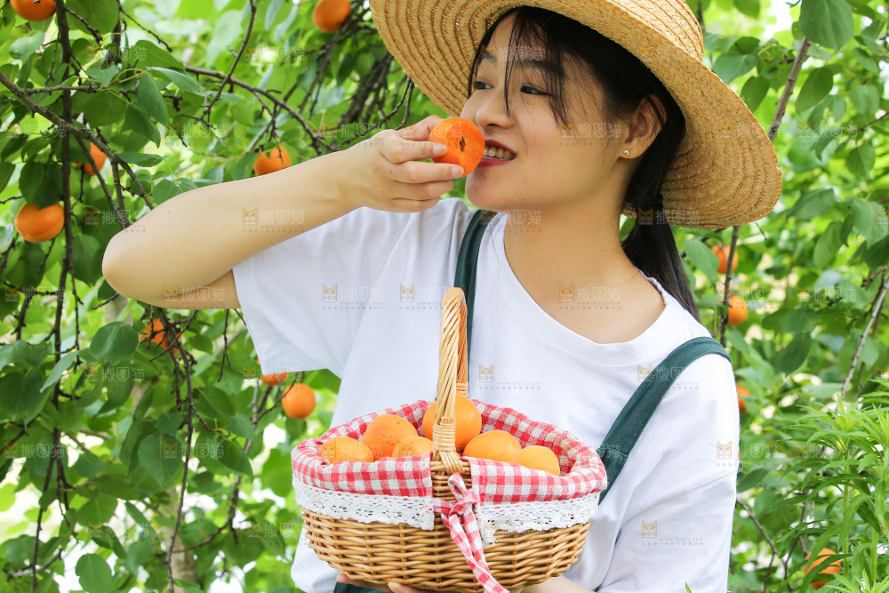 手里拿着新鲜大黄杏