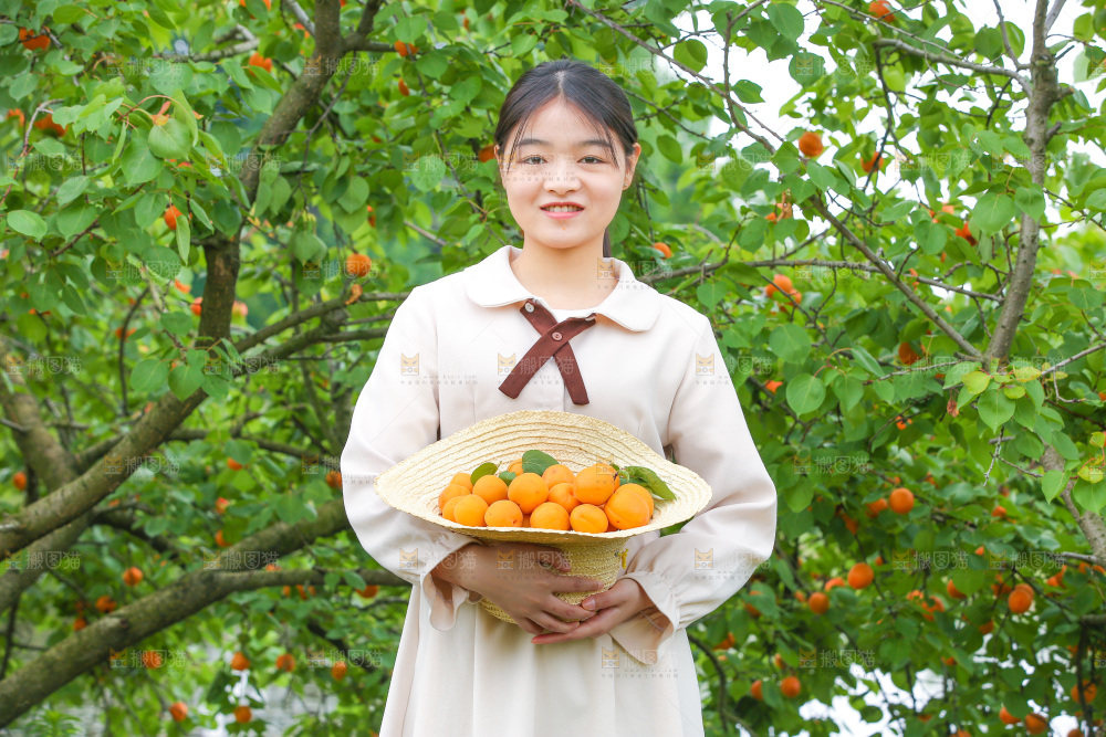手里拿着新鲜大黄杏