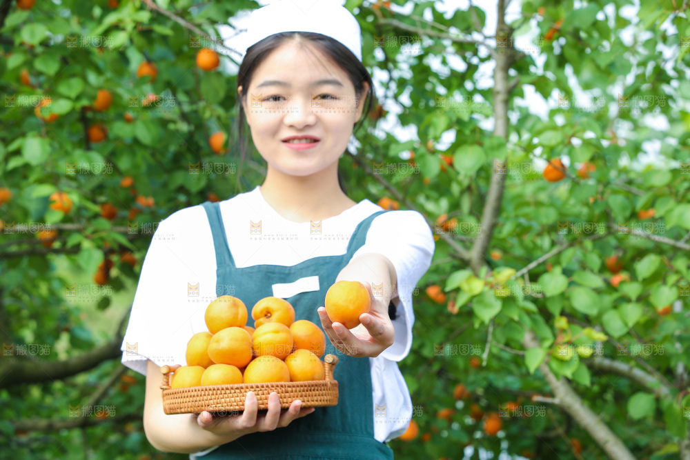 手里拿着新鲜大黄杏