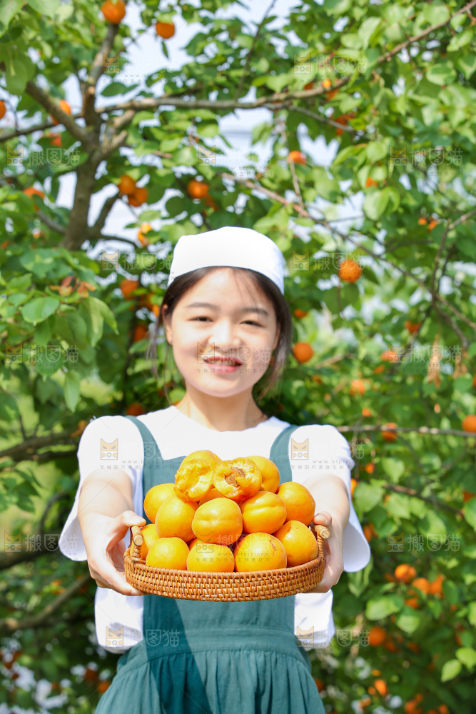 大黄杏