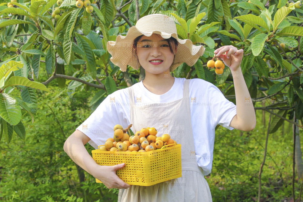 手里拿着现摘枇杷