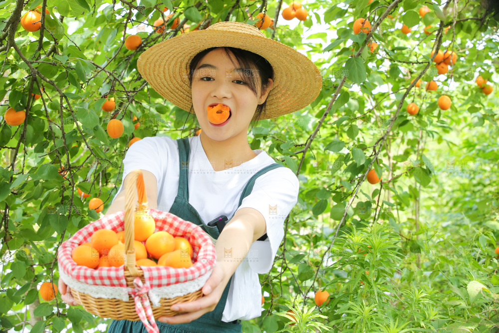 手里拿着新鲜大黄杏