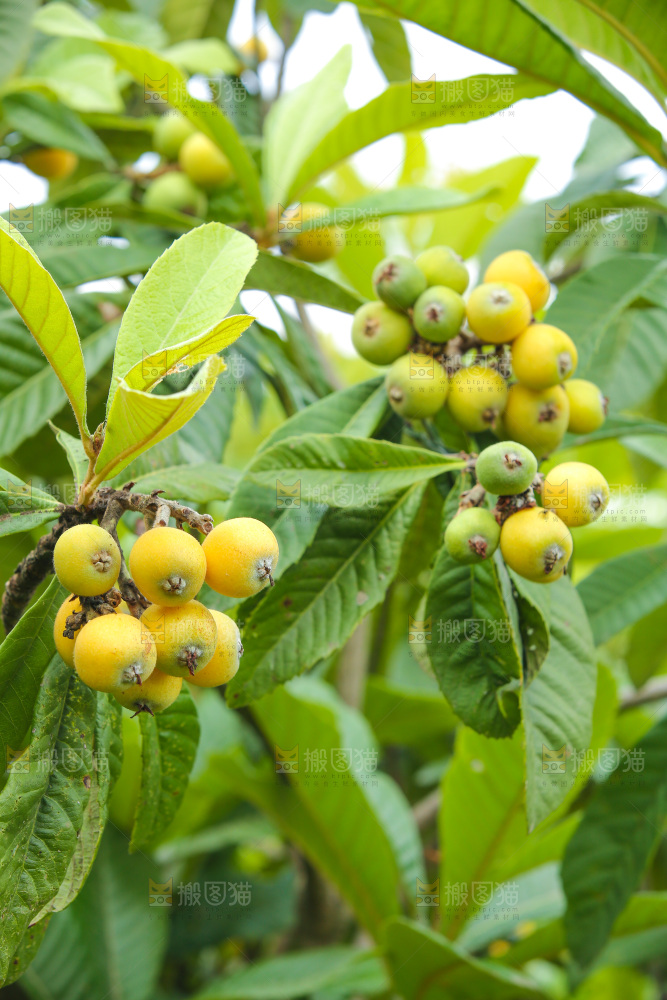 手里拿着现摘枇杷