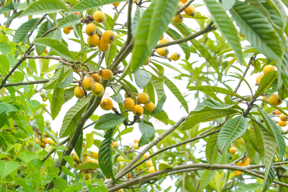 手里拿着现摘枇杷