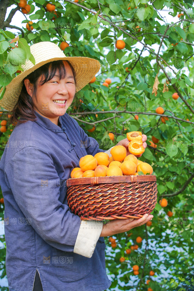 手里拿着新鲜大黄杏
