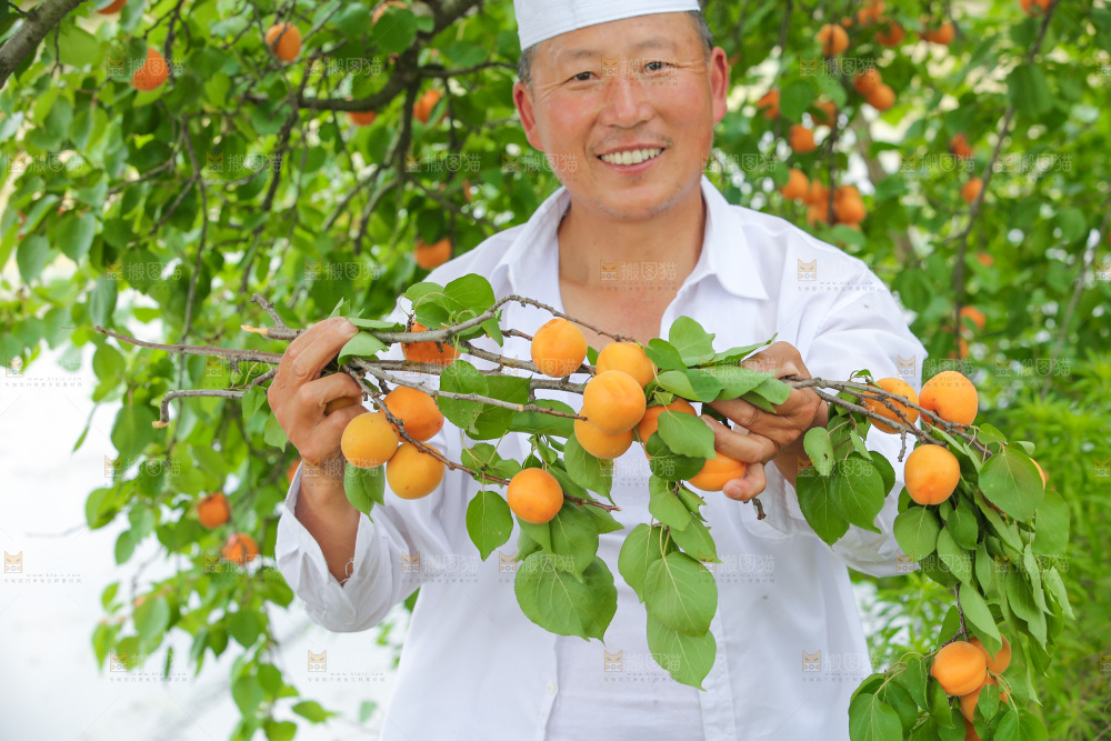 手里拿着新鲜大黄杏