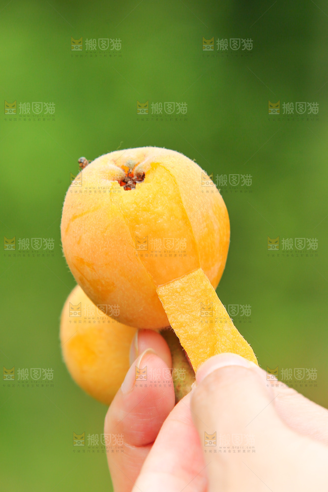 手里拿着现摘枇杷