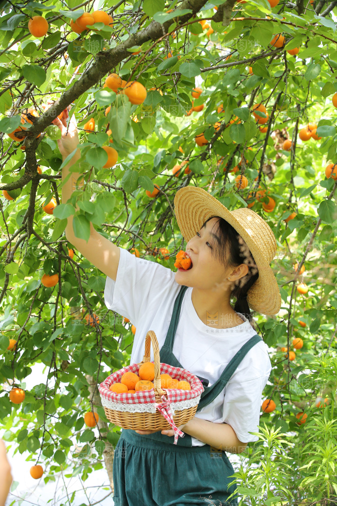 手里拿着新鲜大黄杏