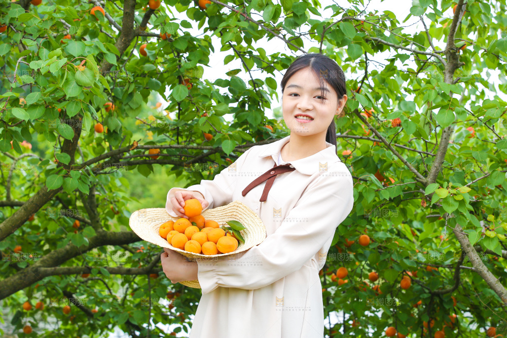 手里拿着新鲜大黄杏