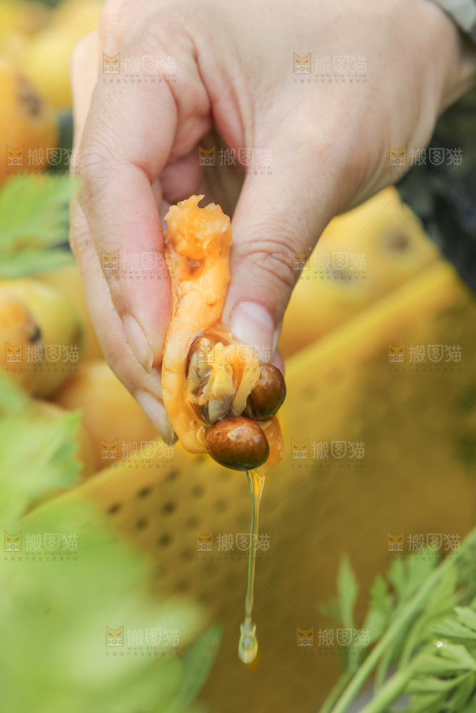 手里拿着现摘枇杷