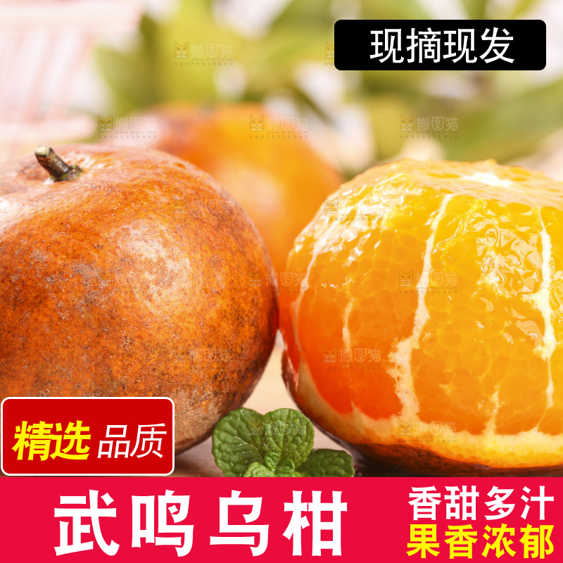 浅底上的乌柑