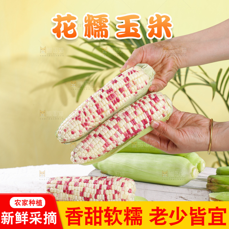 浅底上的花糯玉米