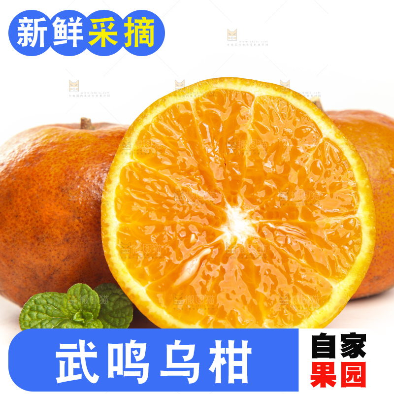 白底上的乌柑