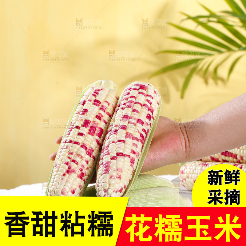 浅底上的花糯玉米